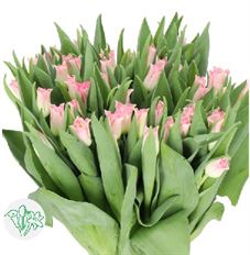 TULIP NOVELTY BOX  PRE-BOOK MD