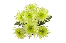 POM NOVELTY