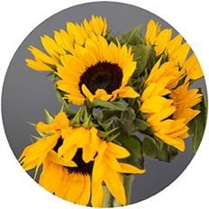 SUNFLOWER 5-STEM BUNCH