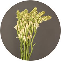 TUBEROSE