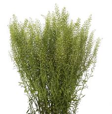 PENNYCRESS