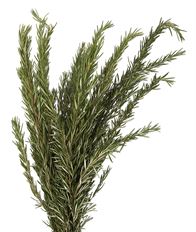 HERB