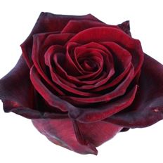 ROSE BLACK MAGIC