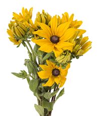 RUDBECKIA/ BLACK-EYED SUSAN