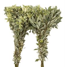 PITTOSPORUM CRINKLE CALIF