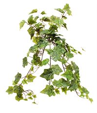 IVY HOLLAND BUSH X13 28"