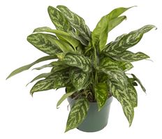 8" AGLAONEMA