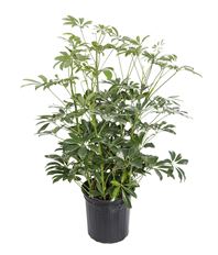 8" ARBORICOLA