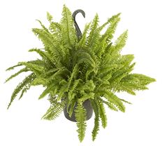 8" BOSTON FERN HB (fluffy ruffle)