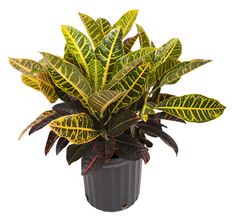 8" CROTON