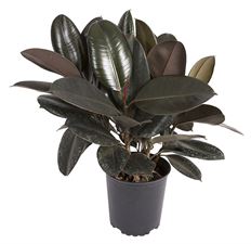 8" FICUS DECORA