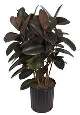 10" FICUS DECORA