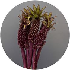 EUCOMUS PINEAPPLE LILY