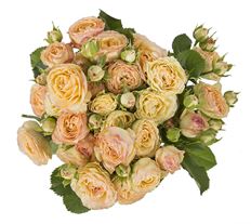 ROSES SPRAY S.A. GARDEN