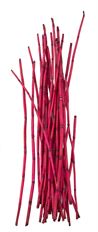 EQUISETUM PRESERVED BUNCH RED