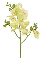PHALAENOPSIS 20" GREEN