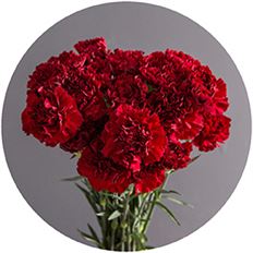 CARNATION BURGUNDY