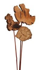 DRIFTWOOD SLICE STEM NATURAL 3/PK