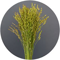 BROOM CORN