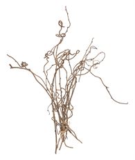 KIWI BRANCHES