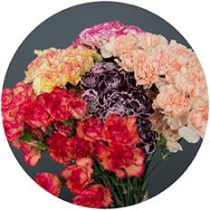 CARNATION MINI NOVELTY