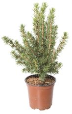 4" ALBERTA SPRUCE