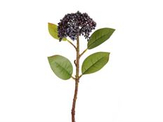 SEDUM PICK 11" BLUE