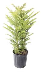 9"  NORFOLK ISLAND PINE (PREBOOK)