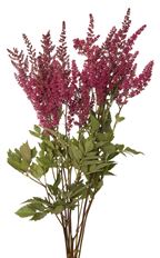 ASTILBE BURGUNDY