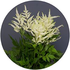 ASTILBE WHITE