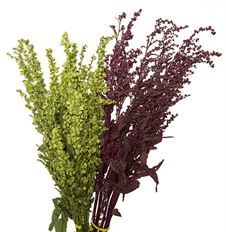 DOCK/ATRIPLEX