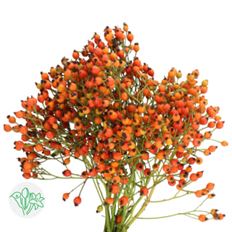 ROSEHIPS