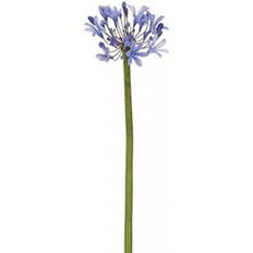 AGAPANTHUS 34" BLUE