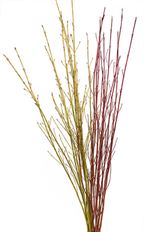 DOGWOOD BRANCHES LONG 5-6'