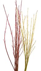 DOGWOOD BRANCHES MED 4-5'