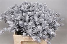 THISTLE SUPERNOVA METALLIC