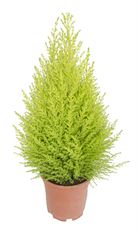 6" GOLDCREST CYPRESS (PREBOOK)