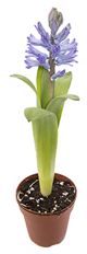 4" HYACINTH