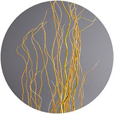 CURLY WILLOW TALL