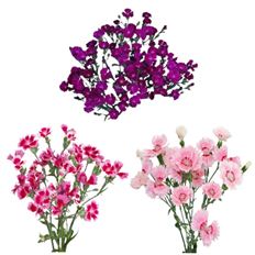 DIANTHUS GYPSY