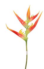 HELICONIA STEM X1 31" NAT