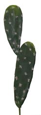 CACTUS STEM 16" GREEN