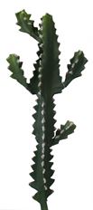 CACTUS STEM 22" GREEN