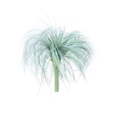 ONION GRASS 14" GREEN