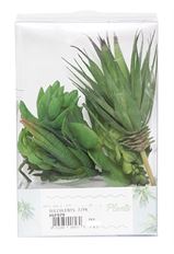 SUCCULENTS 7/PK