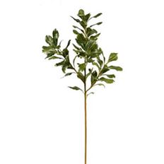 PITTOSPORUM 25.5" GREEN