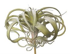 TILLANDSIA PLANT 11" GREY GREEN