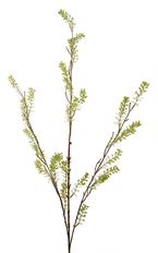 SPIREA SEEDED BRANCH X3 42" GREEN