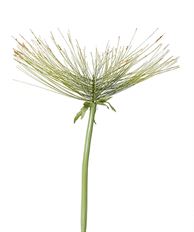 PAPYRUS GRASS STEM 42"