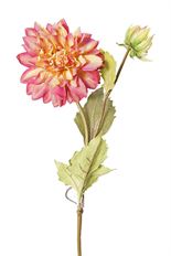 DAHLIA SH/ST X2 19" MAUVE